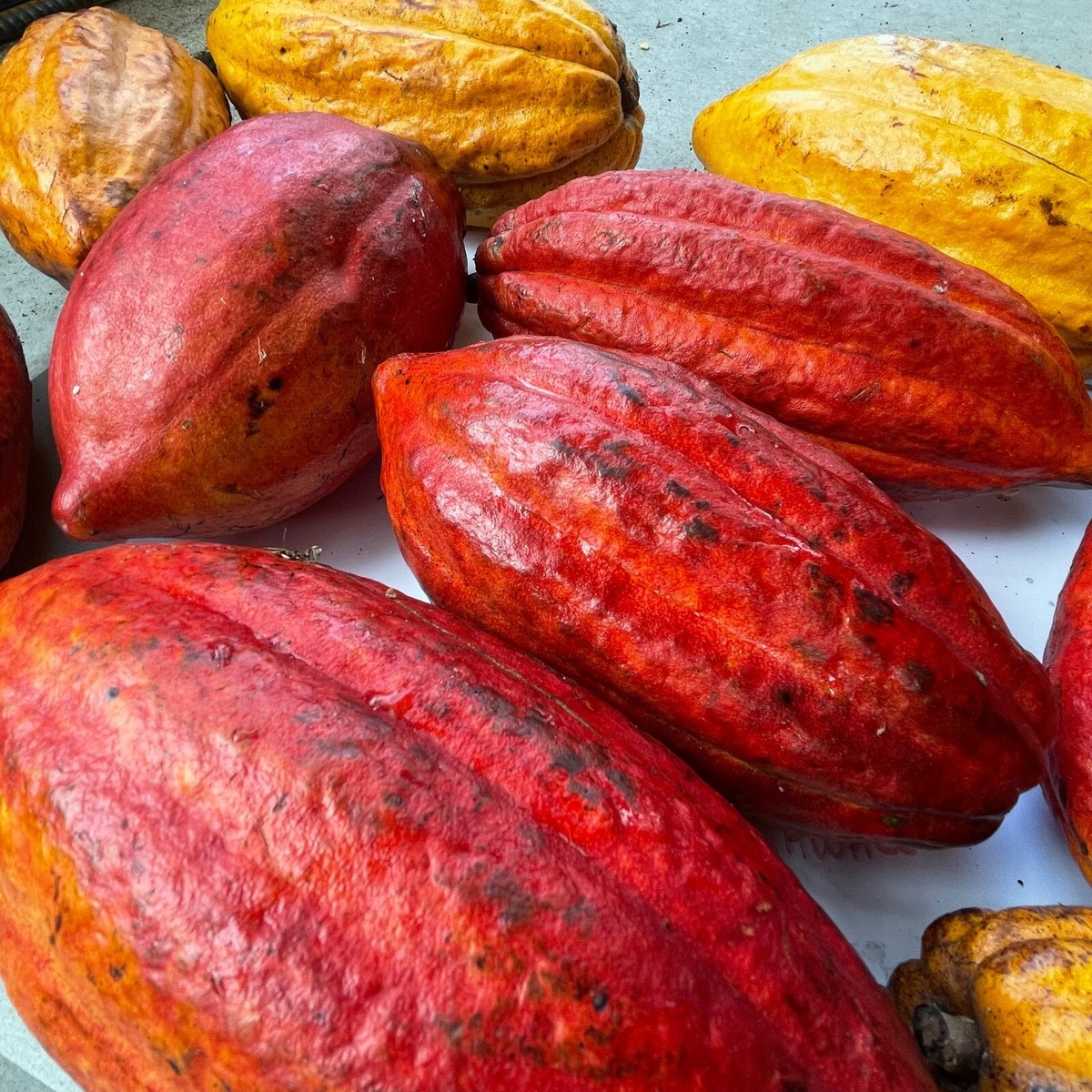 Theobroma cacao　サイズ2 Real Chocolate Tree (theobroma cacao in 2x2x7″ pot) – Kens