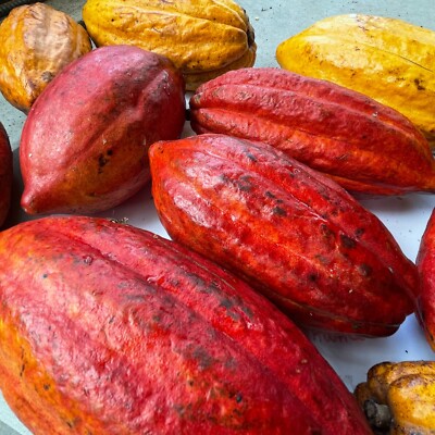 Fruit of Gods~ Chocolate Tree Theobroma Cacao Cocoa Small Potted starter  Plant | eBay