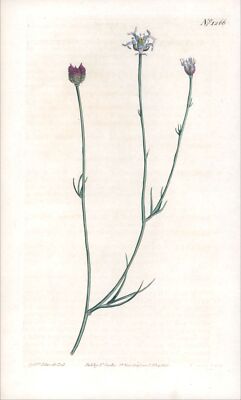1808 CURTIS Botanical GARIDELLA NIGELLASTRUM Fenchelblättrige Garidella (CB2/1...