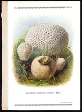 1913 Original Antique Color Print Lycoperdon Caelatum - Mosaic Puffball Mushroom