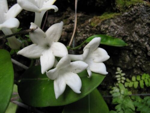 Madagascar Jasmine (Stephanotis floribunda) Tree Plant - Picture 4 of 5