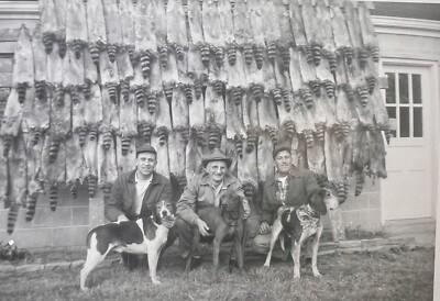 ORIGINAL 1950s PHOTO MEN HUNTING DOGS RACCOONS PELTS HANGING 5 X 3.5  Q