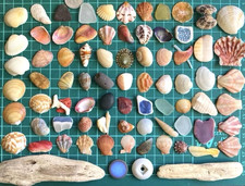 sea Shell from Japan  Assortment of natural materials