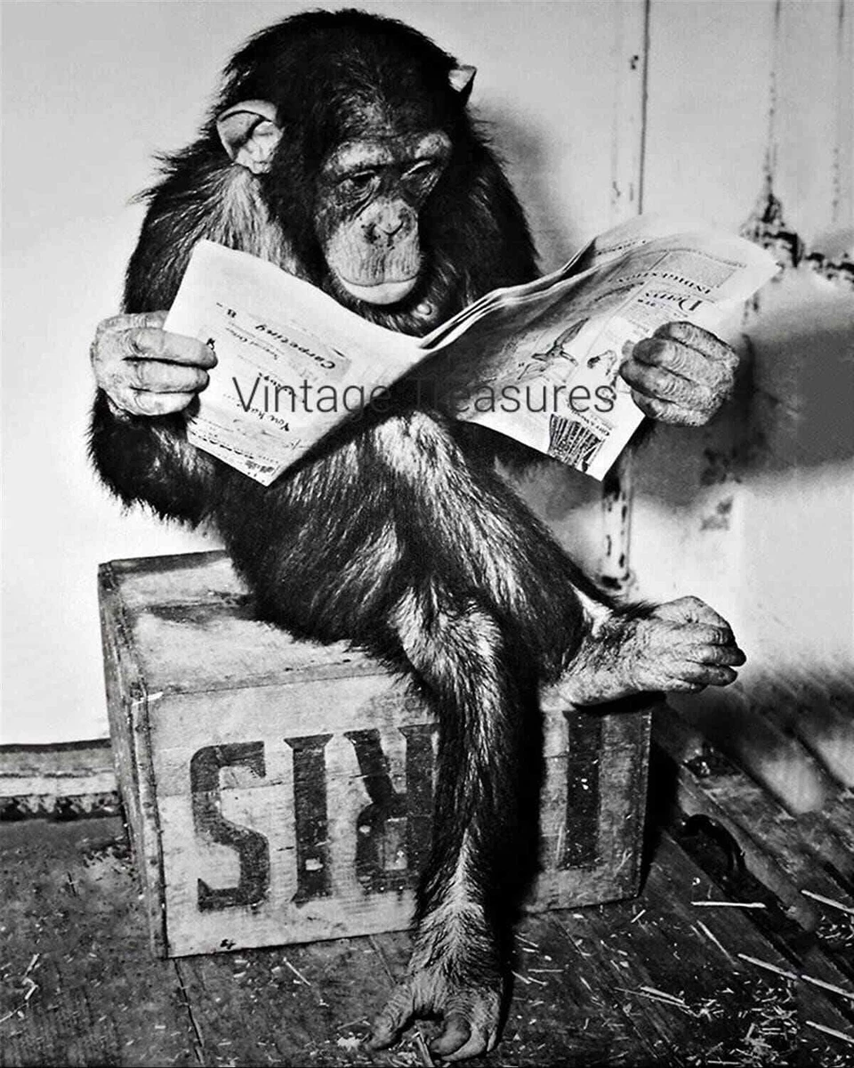 Monkeys Vintage/Retro Home Décor Posters & Prints for sale | eBay