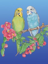Parakeet Budgie Parrot Birthday Card 5 x 7 with Envelope