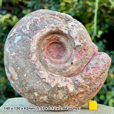 Seltener Permammonit Fossil Metalegoceras Sundaicum - Unterpermian, Osten