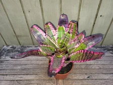 Neoregelia "Banshee" rare  bromeliad  5''pot