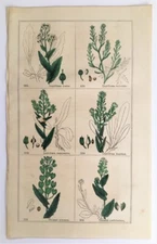 CABBAGE FAMILY, CRUCIFER - Deakin Botanical Print - 1857 Hand Coloured Engraving
