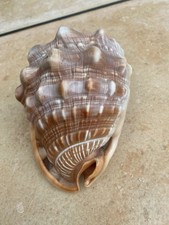 Beautiful Large Conch Sea Shell 6 Inch Length Excellent Condition Beach Decor