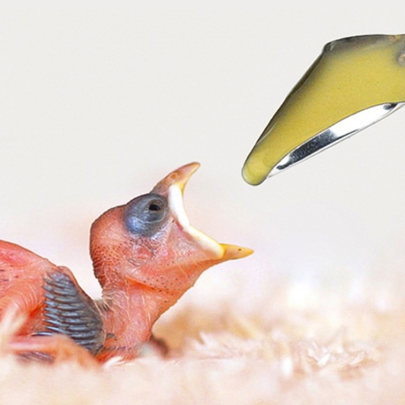 Water Feeding Spoon for Small Bird Sick Animal Spoons Pet Supplies