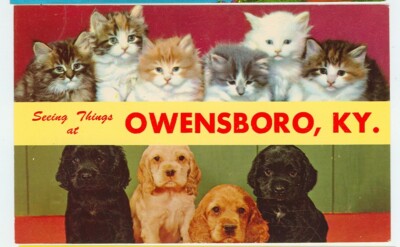OWENSBORO,KENTUCKY-SEEING THINGS-KITTENS/PUPPIES-#CK369--(KY-O)