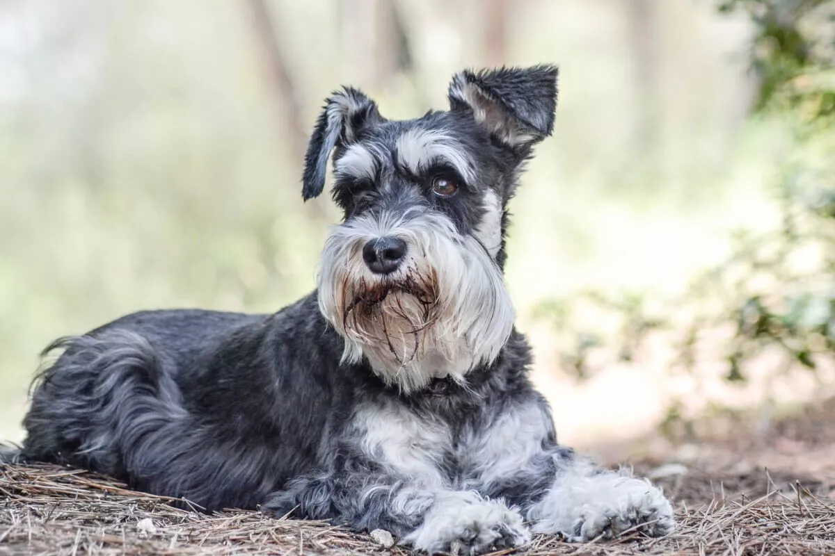 Mitel schnauzer hotsell