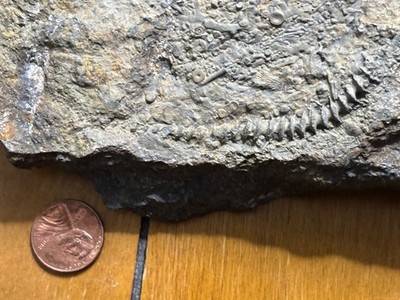 Large 6'' Archimedes Screw & Crinoid Fossil Hash Plate - 330 MYO Mississippian