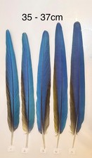 Parrot Macaw Feather Crafts DreamCatcher Jewellery Headdress Spiritual Quill Pen