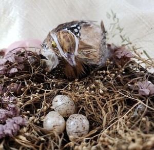 Vtg Unsigned Decorative Birds Nest, Real Feathers Plastic Form, Grapevine Wreath