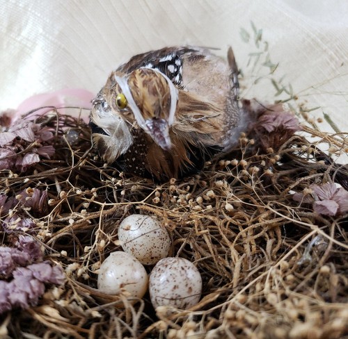 Vtg Unsigned Decorative Birds Nest, Real Feathers Plastic Form, Grapevine Wreath