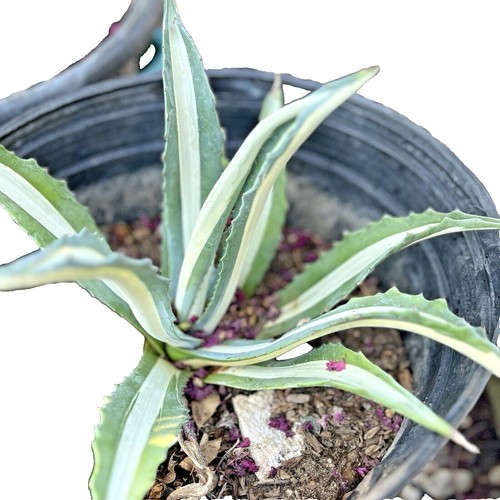 Agave macroacantha X Agave americana - VARIEGATED VARIEGATE