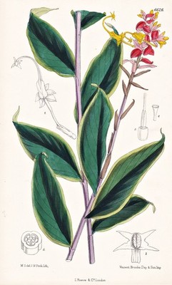 Globba Atro-Sanguinea Nepal Blume Botanik flower botany lithograph Curtis 6626