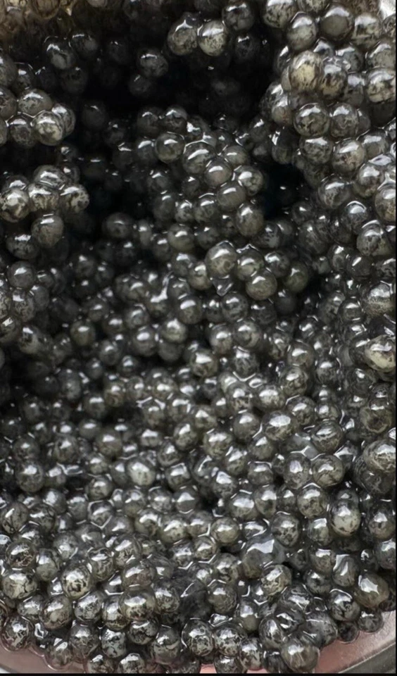 Selling wild black caviar Paddlefish - Image 4 of 4