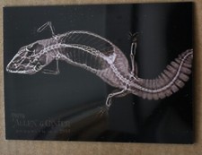 2024 Topps Allen & Ginter X-Ray'd #XR-15 Fat-Tailed Gecko Oregon Zoo