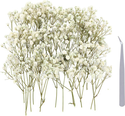 Schleierkraut Getrocknet, 100 Stück Trockenblumen Zum Basteln Mit Edelstahl Pinz