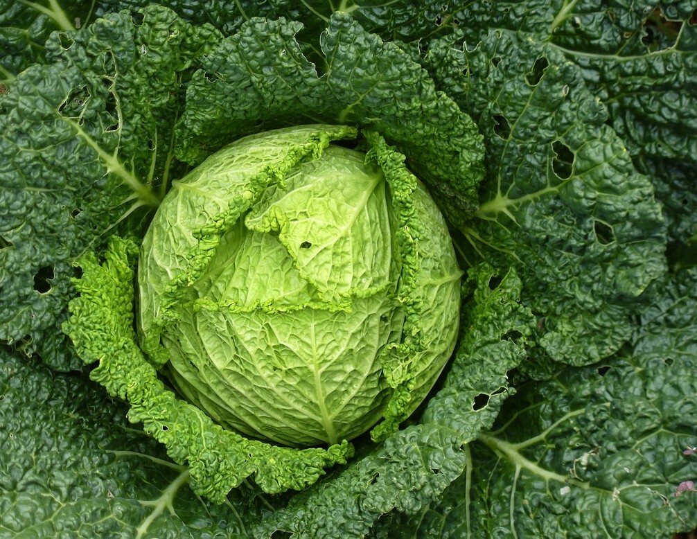 Savoy cabbage seeds, 150 Savoy cabbage VERTUS seeds,heirloom organic
