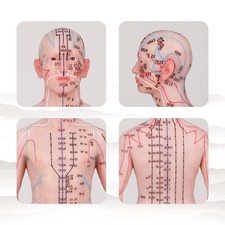 Acupuncture Model Human Acupoint Silicone Doll Acupuncture Point Display 48/55cm