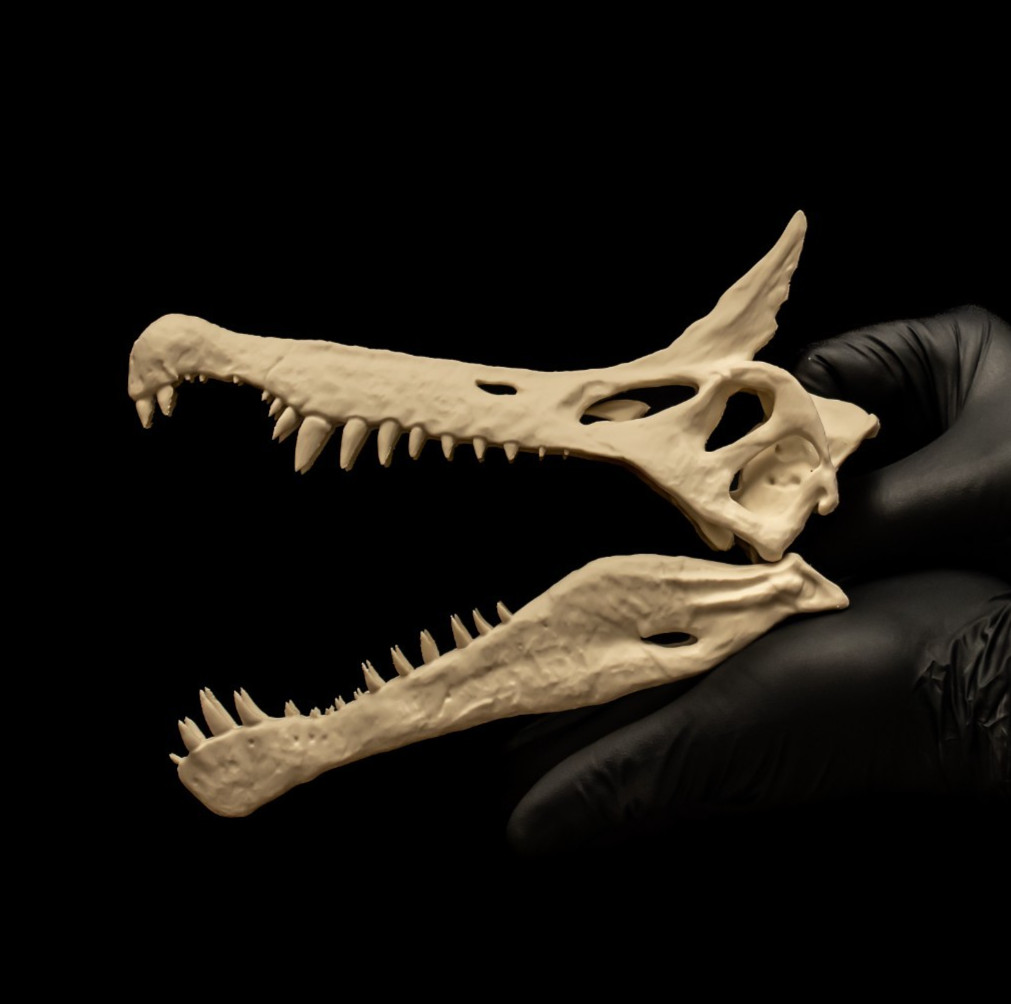 "Réplica de calavera de dinosaurio Spinosaurus Mirabilis modelo fósil 8"" decoración de rarezas"