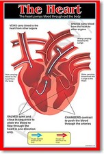 Heart - Anatomy Biology Science Classroom School Body - NEW POSTER