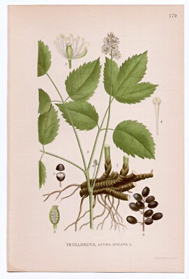 1926 Lindman Botanical Flower Print, Baneberry, Herb Christopher