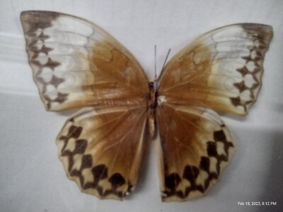 Jungle Queen Butterfly 3.5''  Mounted & Framed  stichophthalma howqua  
