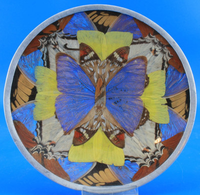 Schale Schmetterling Blue Morpho Schmetterlingsflügel Vintage Blau irisierend