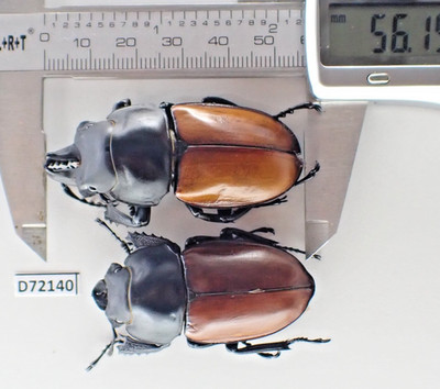 D72140. Insects, Beetles, Lucanidae: Neolucanus sp. Vietnam