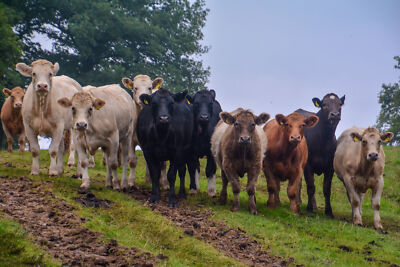 Foto 12x8 Rosenesche: Grasfeld & Rinderasche Moorkühe folgten mir bis 2020