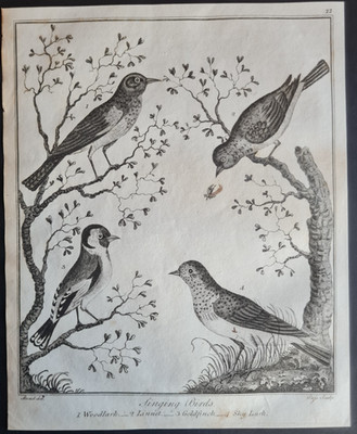 Antique 1792 print - Singing Birds - Woodlark - Linnel - Goldfinch - Sky Lark