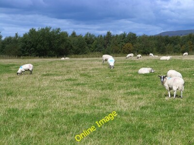 Photo 6x4 Sheep in field near Five Lane Ends Park Head/NY5841  c2014