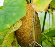 Poona Kheera Cucumber- 10 seeds - Rare Vegetable Heirloom -Unique Fun to Grow!