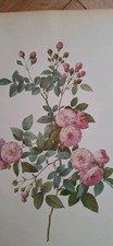 Vintage Print Of A Rose  Floral Art Mid 20c 40 X 30 . Horticulture Gardening 