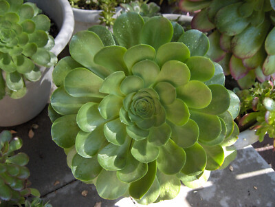 Aeonium canariense (Giant Velvet Rose) - LARGE ROSE SHAPED SUCCULENT | eBay