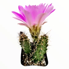 Echinocereus pentalophus - Lady Finger Cactus Houseplant