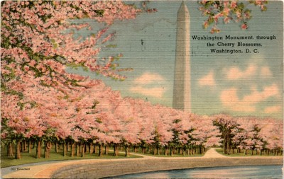 Tenschert, Washington Monument, Cherry Blossoms, Washington, D. C., Postcard