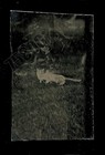antique 1870s tintype dead? cat lying outdoors photo