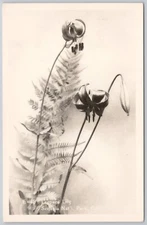 Flowers Leopard Lily Real Photo Postcard RPPC Sequoia National Park CA