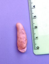 ► URSUS SPELAEUS  CM 2.93   FOSSILE - CAVERNE ◄