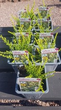 Heather: Calluna vulgaris 'Spring Cream' Cream Tips in Spring, White,