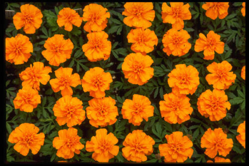 483073 Marigolds A4 Photo Texture Print - Picture 1 of 1