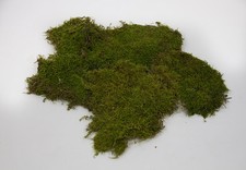 (&euro;31,98/kg) 500g Plattenmoos naturgr&uuml;n Krippenzubeh&ouml;r Moos