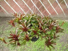 Branching Neoregelia Bromeliad - Green / Dark Red - Pack of 3