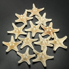 12 x WHITE KNOBBY STARFISH 5 to 7 CRAFT SEA SHELL BEACH DECOR
