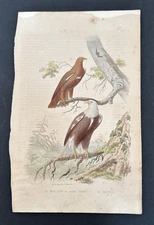 Edouard Travies Antique Buffon Hand Colored Engraving Circa 1850s Rare